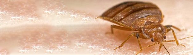 How to Get Rid of Bed Bugs