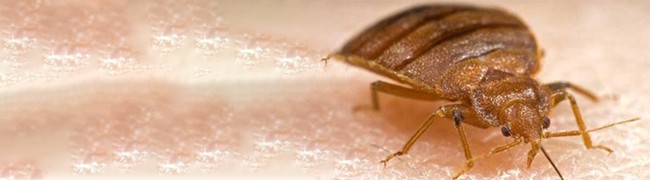 How to Get Rid of Bed Bugs
