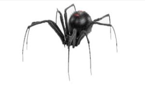 Spider Control Melbourne