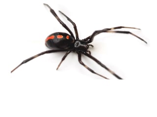 7 Tips To Keep Your Home Spider-Free
