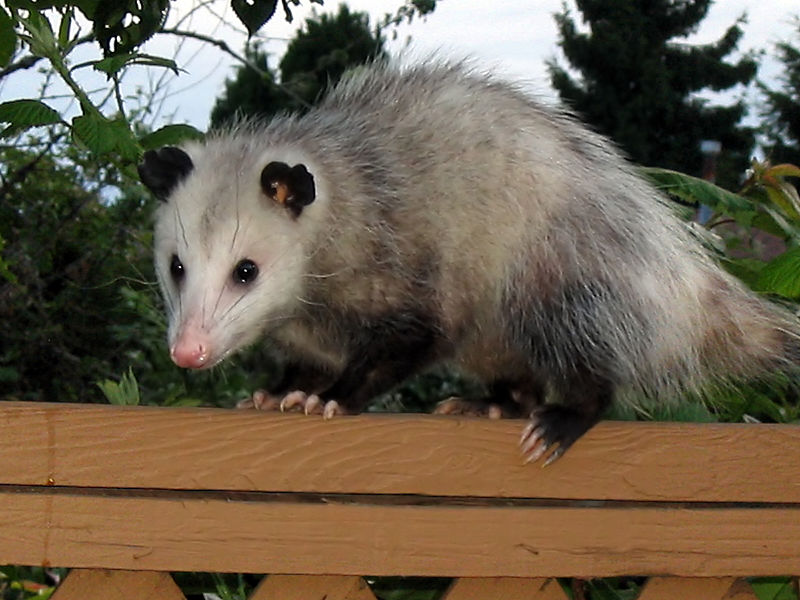 Tips & Tricks to Keep Possums Away from your Property