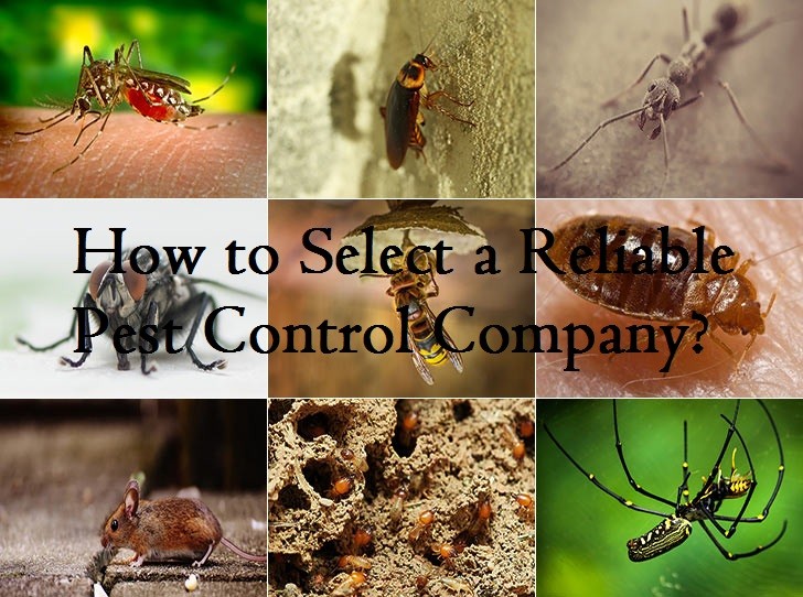 How to Select a Reliable Pest Control Company?