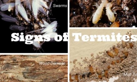 Signs of Infestation of Termites in your Property