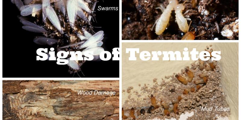 Signs of Infestation of Termites in your Property