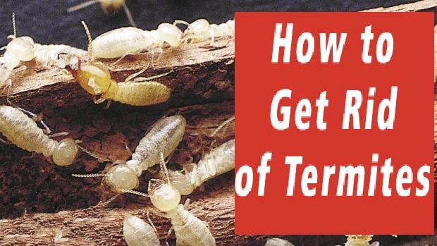 How to Get Rid of Termites in Melbourne