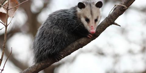 Little Known Facts About Possum Control