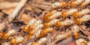 Pest Control Blackburn