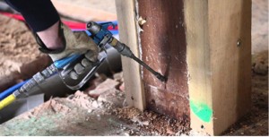 Pest Control Bayswater