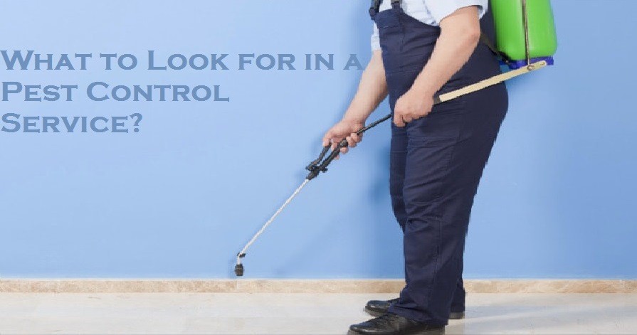 What to Look for in a Pest Control Service?