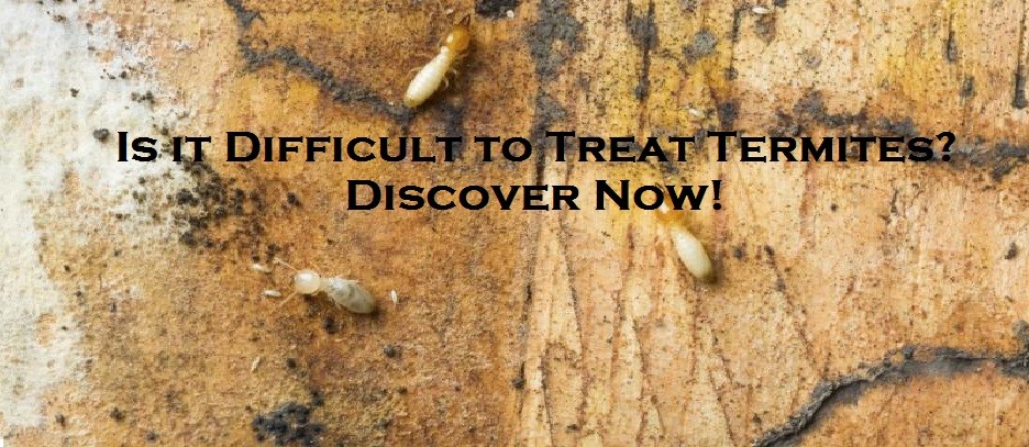 Is it Difficult to Treat Termites? Discover Now!