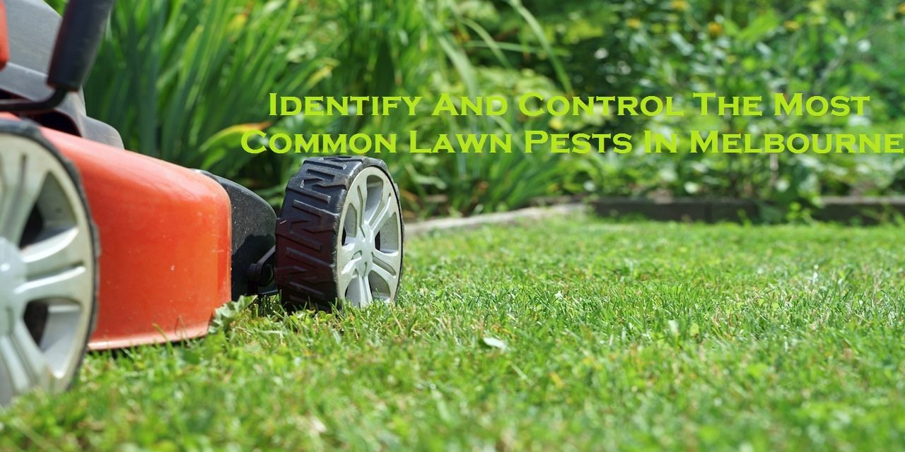 Identify And Control The Most Common Lawn Pests In Melbourne
