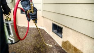 Pest Control Box Hill North