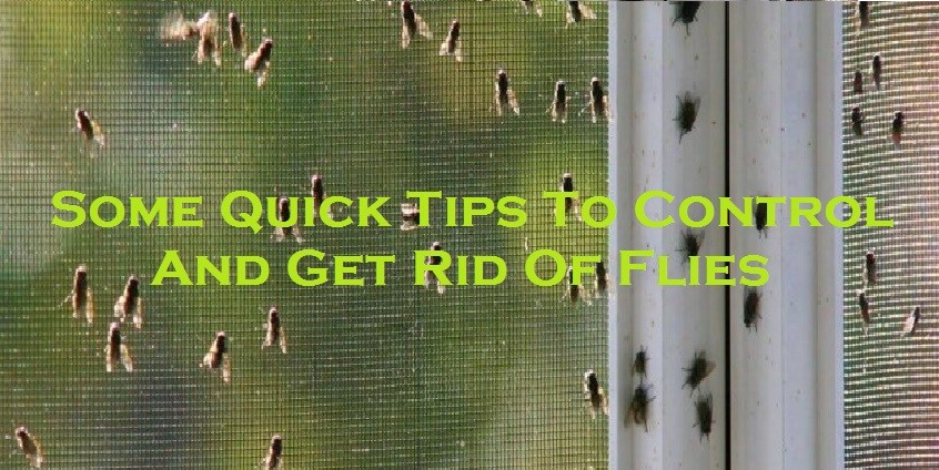 Some Quick Tips To Control And Get Rid Of Flies