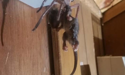 Rare Photo Of Huntsman Spider Devouring Pygmy Possum Goes Viral