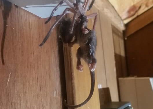Rare Photo Of Huntsman Spider Devouring Pygmy Possum Goes Viral