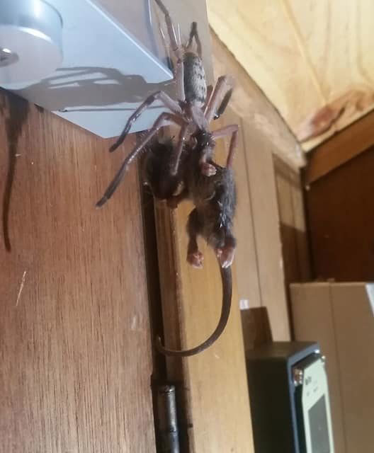 Rare Photo Of Huntsman Spider Devouring Pygmy Possum Goes Viral