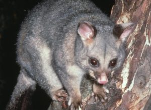 Possum Removal Melbourne