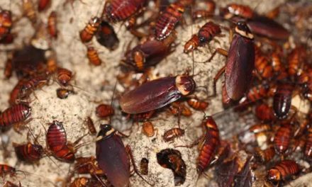 Cockroaches Are Becoming ‘Almost Impossible’ To Kill