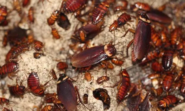 Cockroaches Are Becoming ‘Almost Impossible’ To Kill