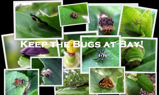 Keep the Bugs at Bay!