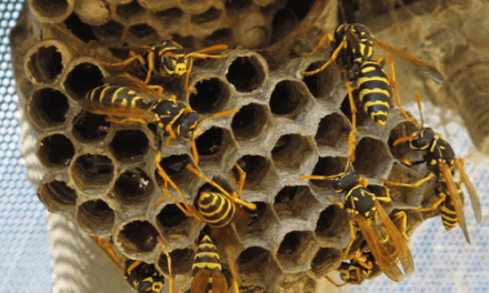 How to Get Rid of Wasp & their Nest?