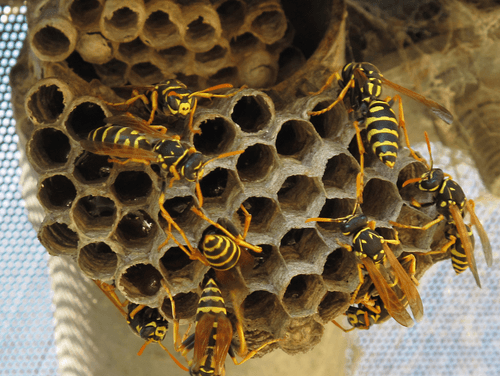 How to Get Rid of Wasp & their Nest?