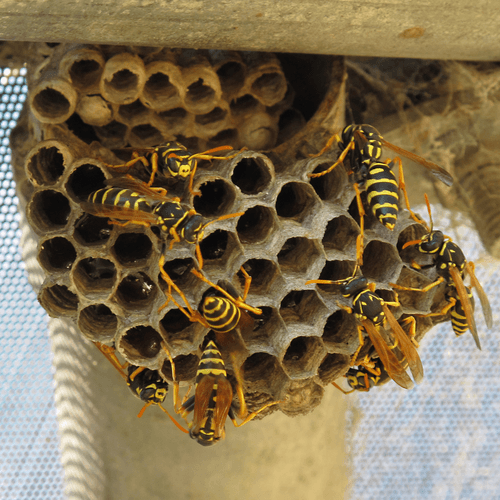 How to Get Rid of Wasp & their Nest?