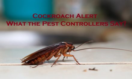 Cockroach Alert – What the Pest Controllers Say?