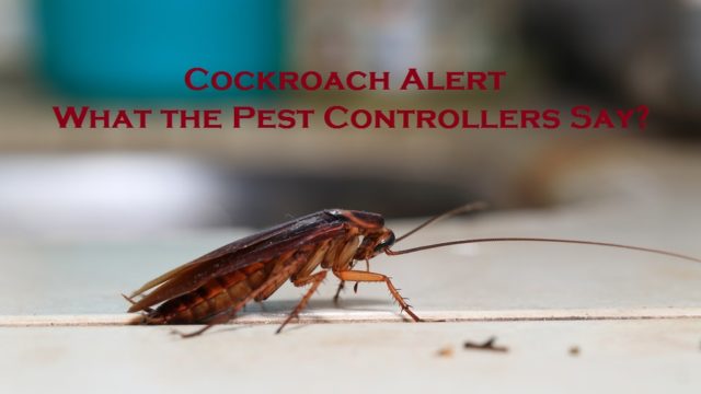 Cockroach Alert – What the Pest Controllers Say?