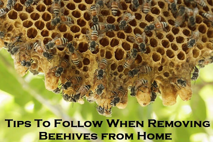 Tips To Follow When Removing Beehives from Home