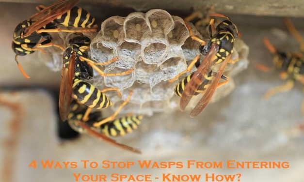 4 Ways To Stop Wasps From Entering Your Space – Know How?