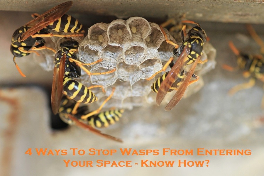 4 Ways To Stop Wasps From Entering Your Space – Know How?