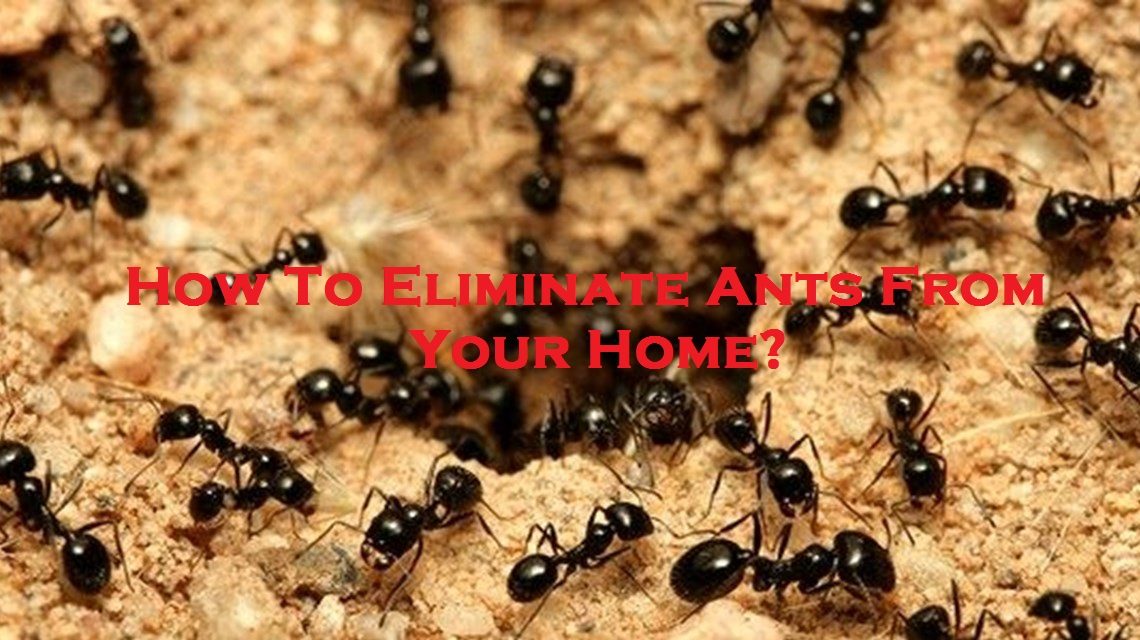 How To Eliminate Ants From Your Home? 