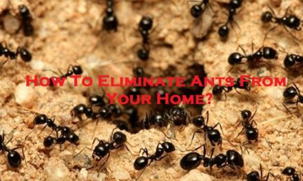 How To Eliminate Ants From Your Home? 