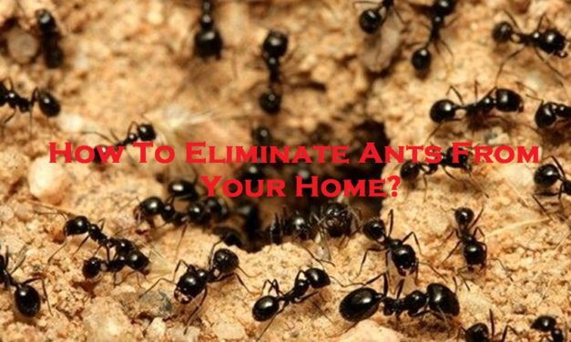 How to Get Rid of Ants: DIY Tips and When to Call an Ant Exterminator