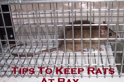 Tips To Keep Rats At Bay 