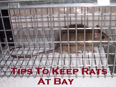 Tips To Keep Rats At Bay 