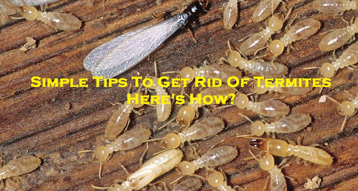 Simple Tips To Get Rid Of Termites – Here’s How?