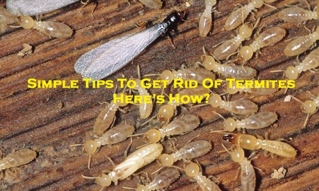 Simple Tips To Get Rid Of Termites – Here’s How?