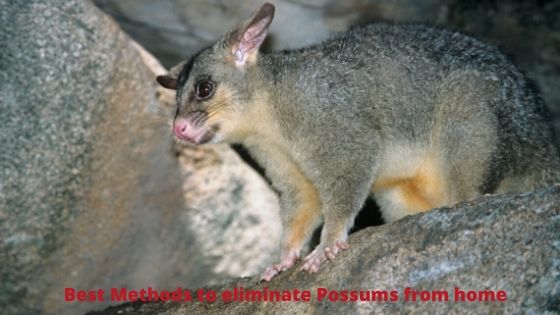 Best Methods to Eliminate Possums from Home
