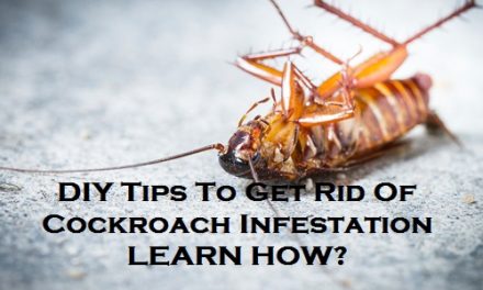 DIY Tips To Get Rid Of Cockroach Infestation – Learn How?