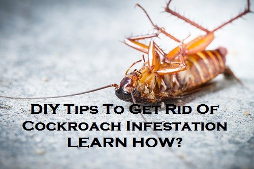 DIY Tips To Get Rid Of Cockroach Infestation – Learn How?