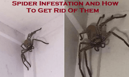 Spider Infestation and How To Get Rid Of Them