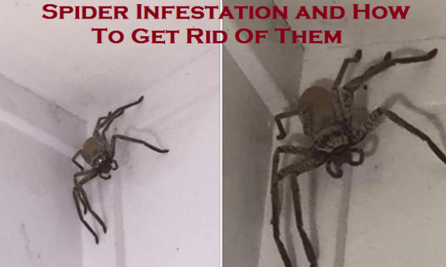 Spider Infestation and How To Get Rid Of Them