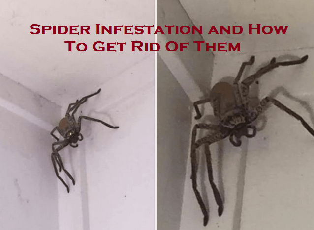 Spider Infestation and How To Get Rid Of Them