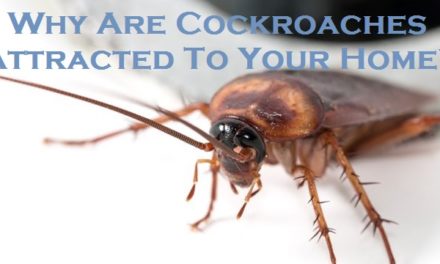 Why Are Cockroaches Attracted To Your Home?