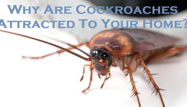 Why Are Cockroaches Attracted To Your Home?