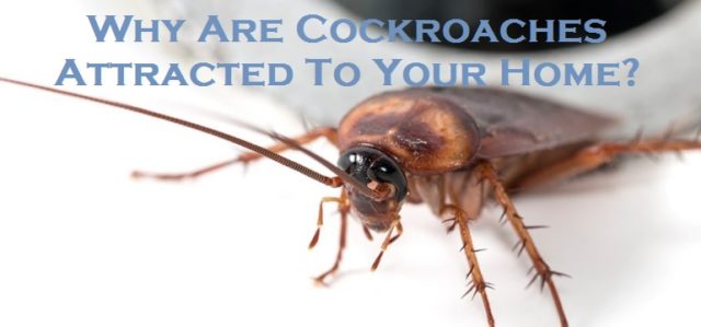 Why Are Cockroaches Attracted To Your Home?
