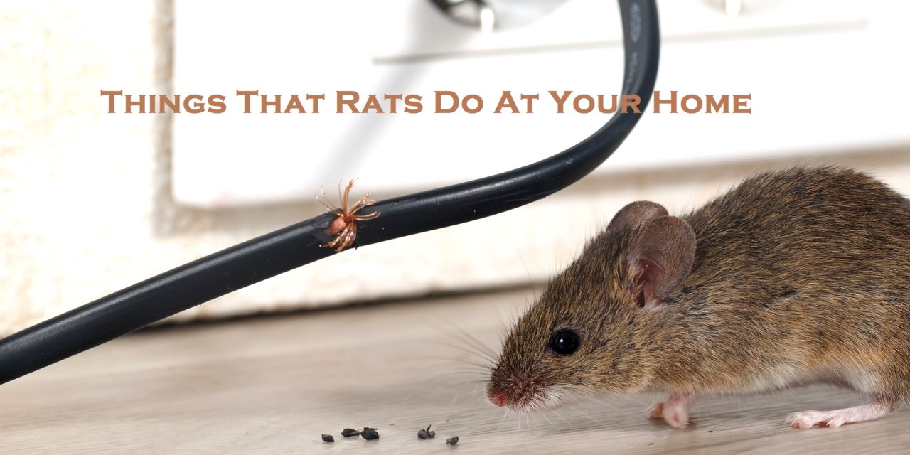Things That Rats Do At Your Home