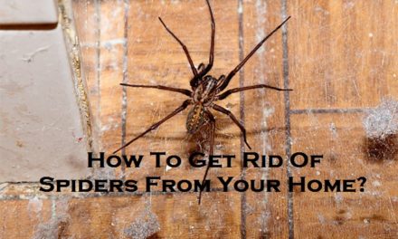 How To Get Rid Of Spiders From Your Home?